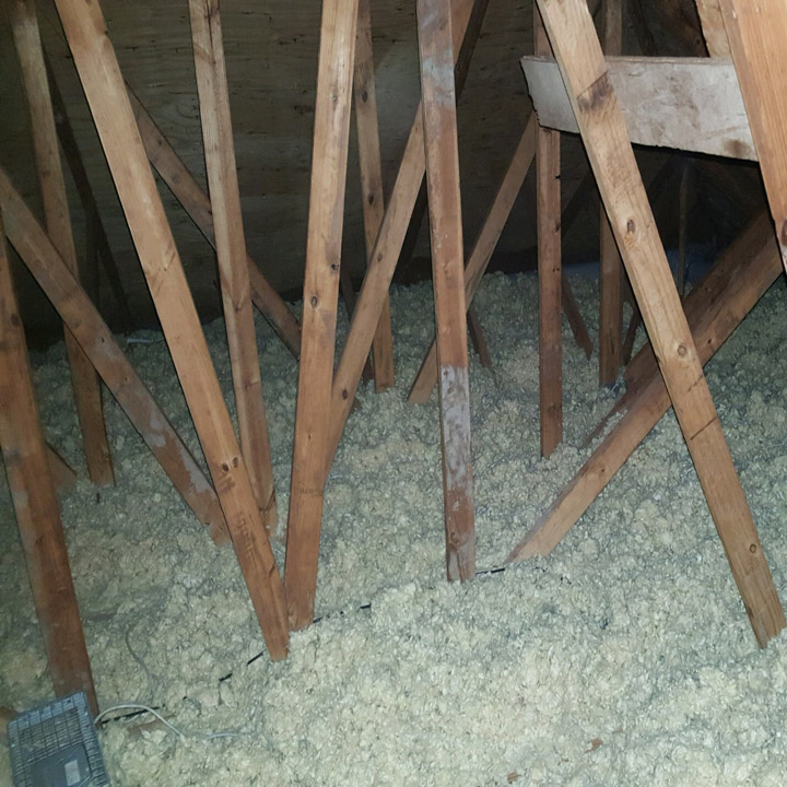 Wild Animals in Attic Wild Animals in Attic